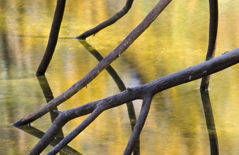 Branches And Fall Color Reflected In The Merced River
